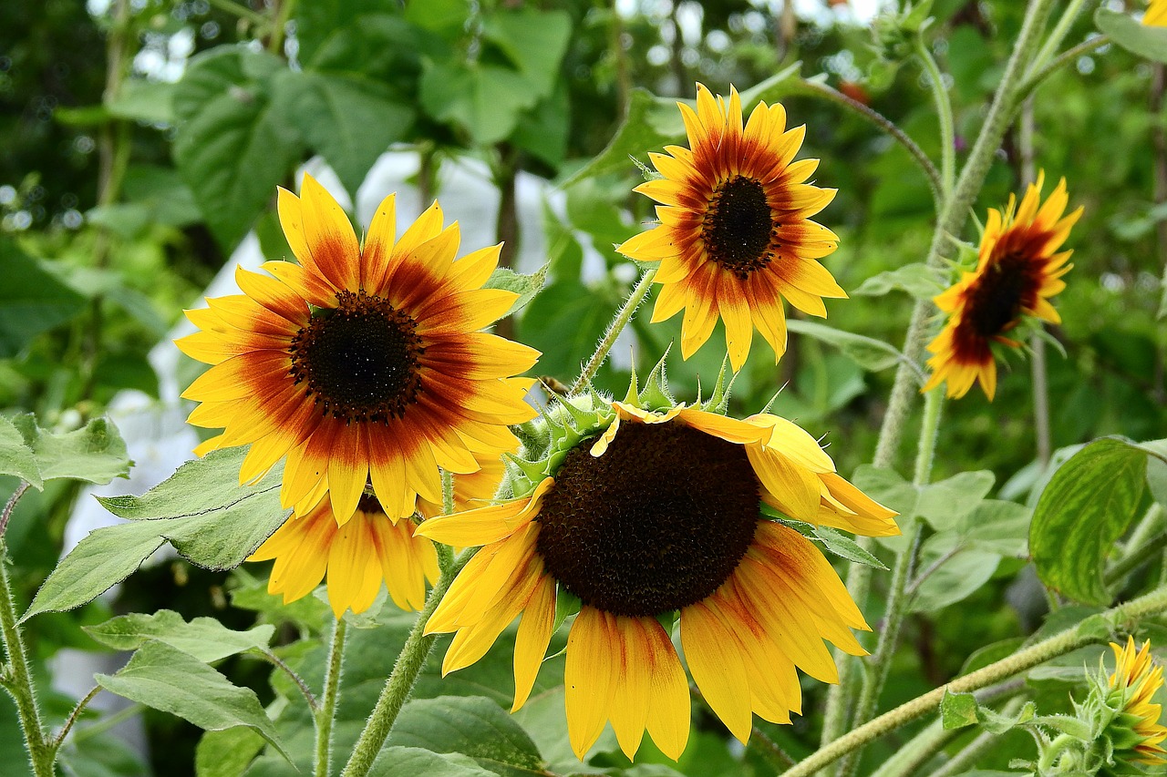 sunflowers  flowers  summer free photo