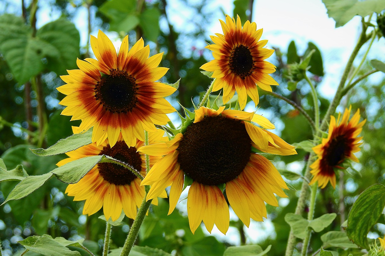 sunflowers  beauty  yellow free photo