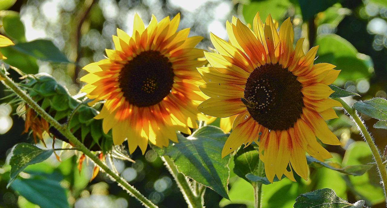 sunflowers  flowers  beauty free photo