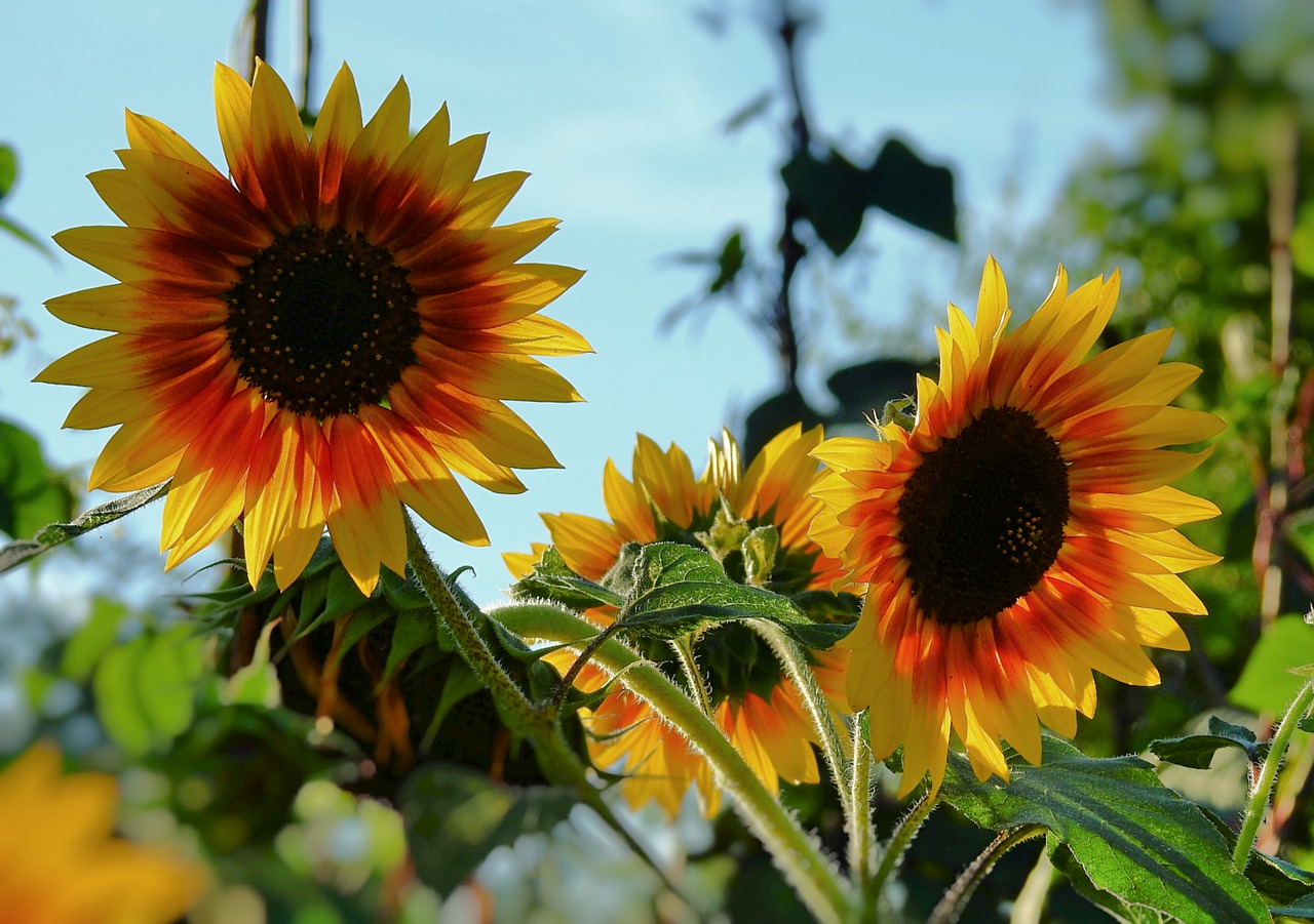 sunflowers  the beauty of nature  yellow free photo