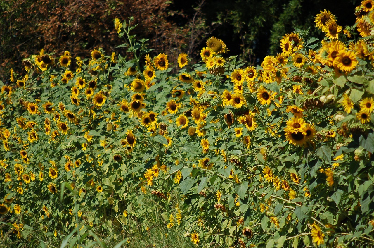 sunflowers  bloom  growth free photo