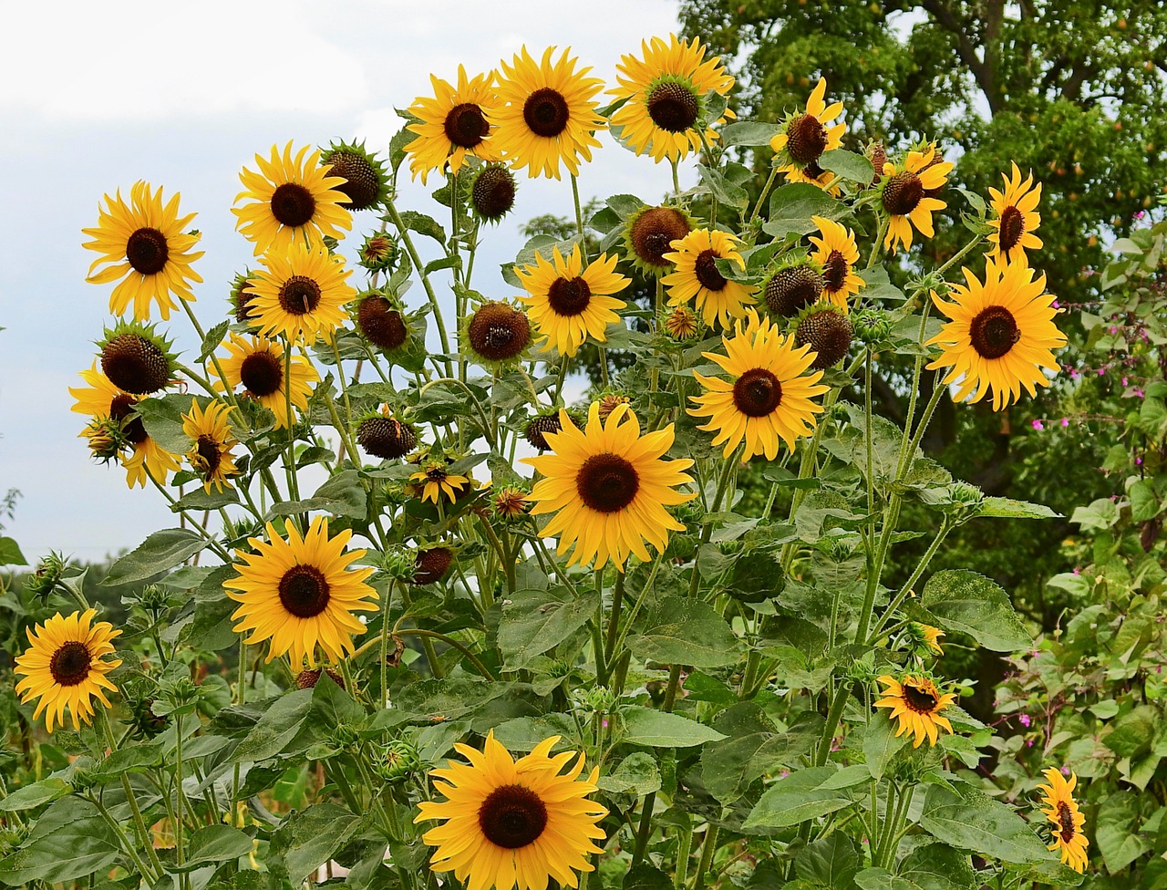 sunflowers  nature  flowers free photo