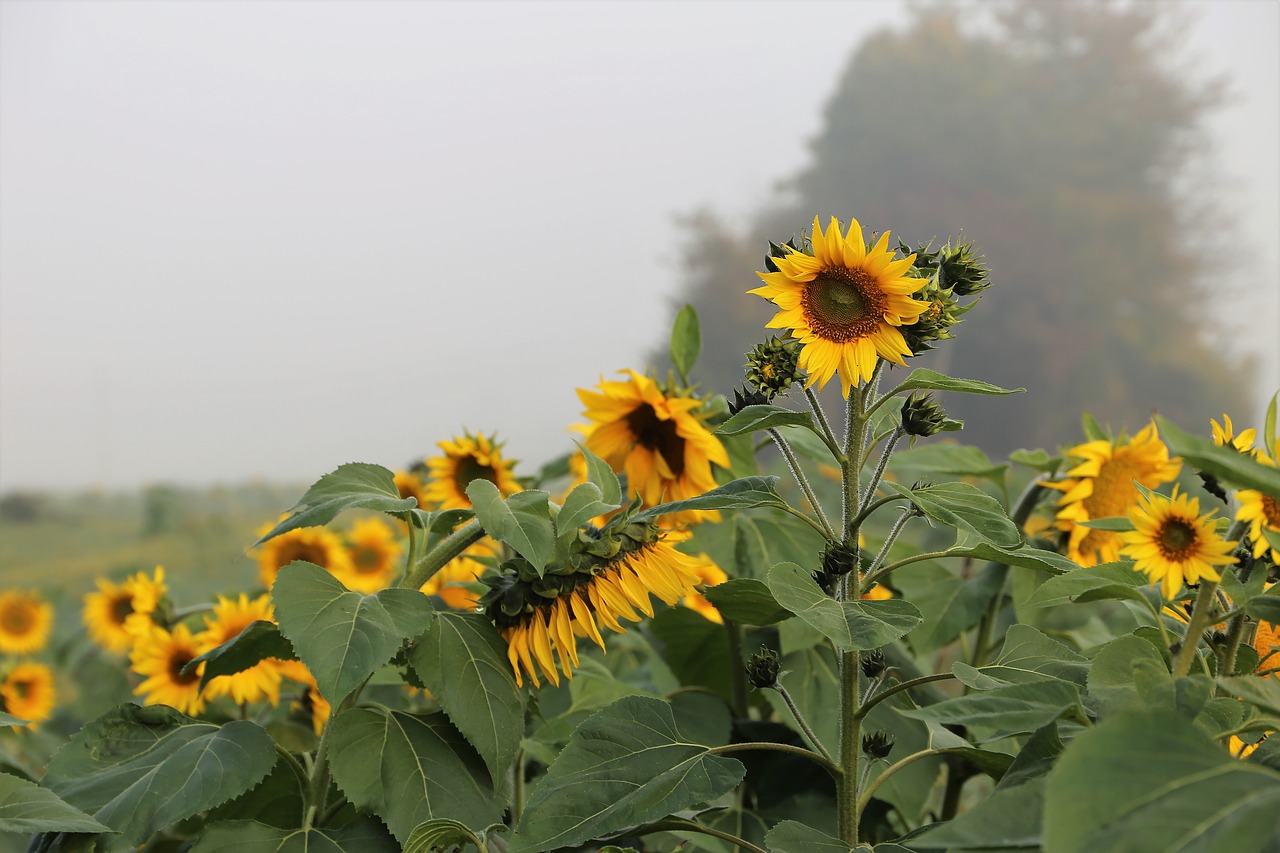 sunflowers  foggy morning  meadow free photo