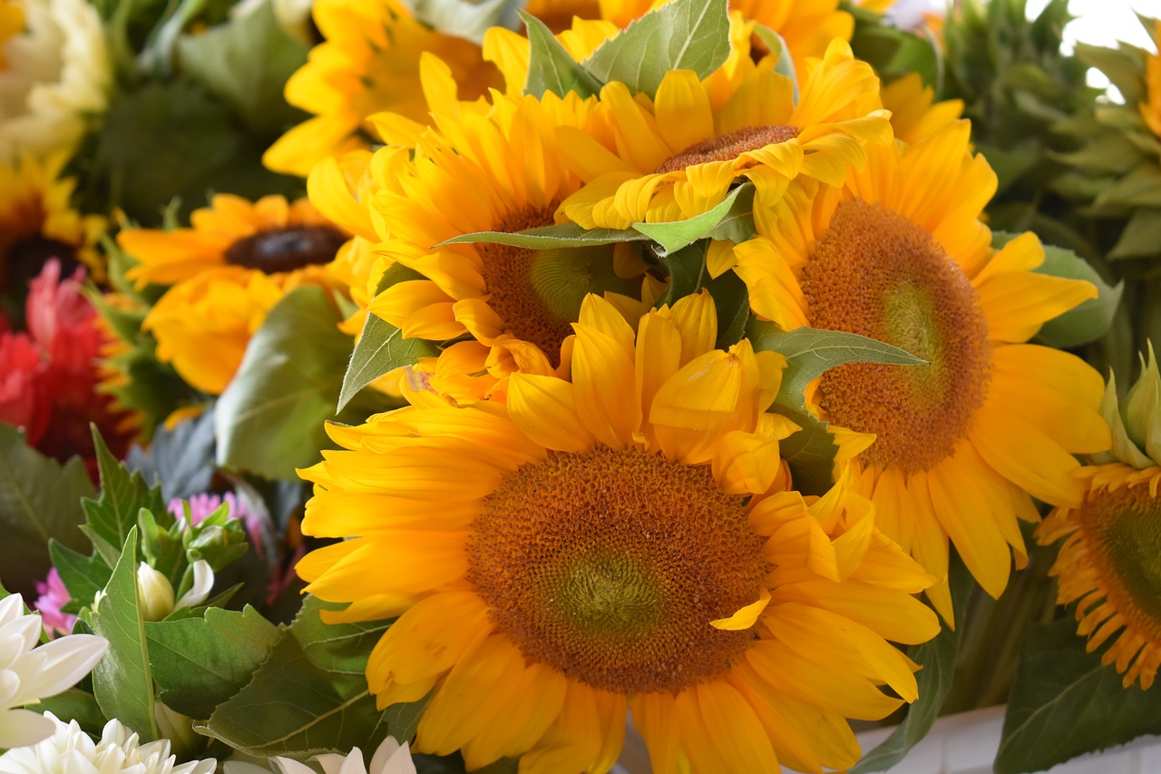 sunflowers  farmer's market  flowers free photo