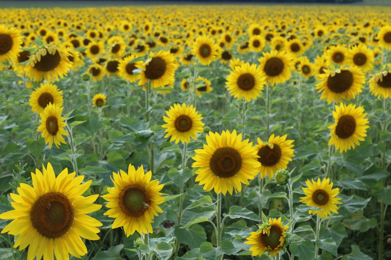 sunflowers  sunflower field  yellow free photo