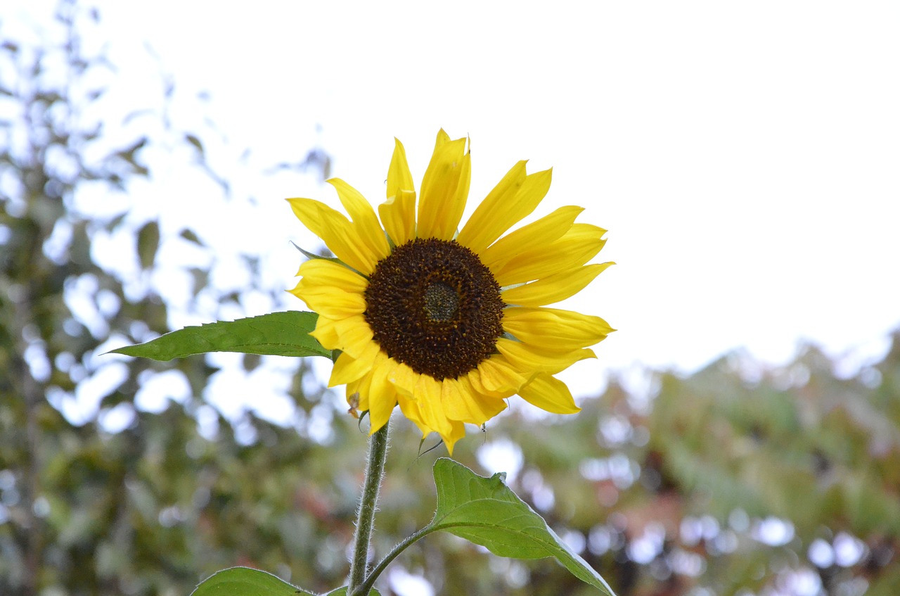 sunflowers  garden  yellow free photo