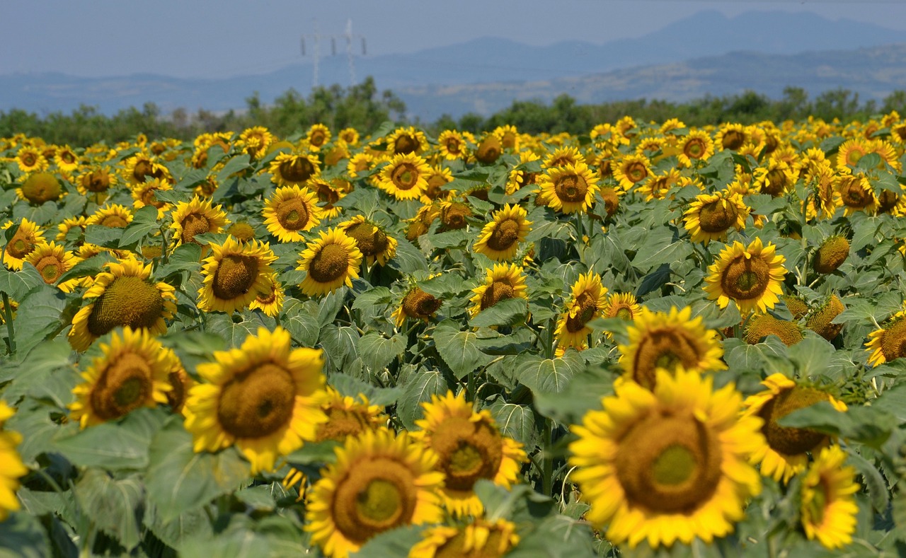 sunflowers  landscape  yellow free photo