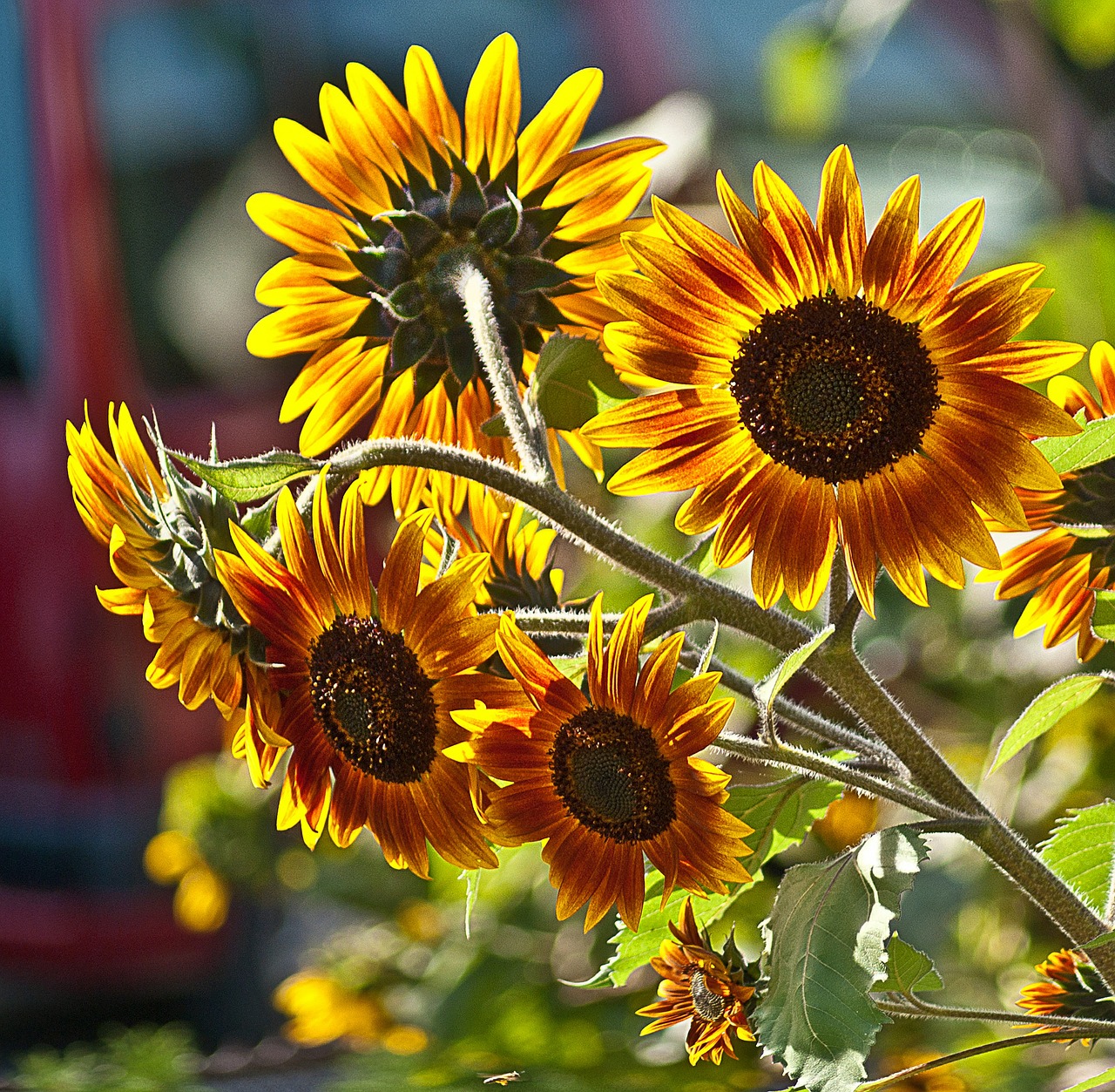 sunflowers a few flowers plant free photo