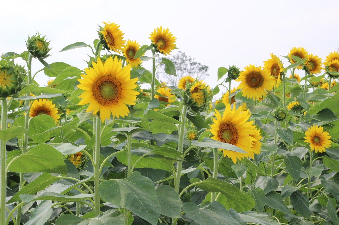 sunflowers  plants  yellow free photo