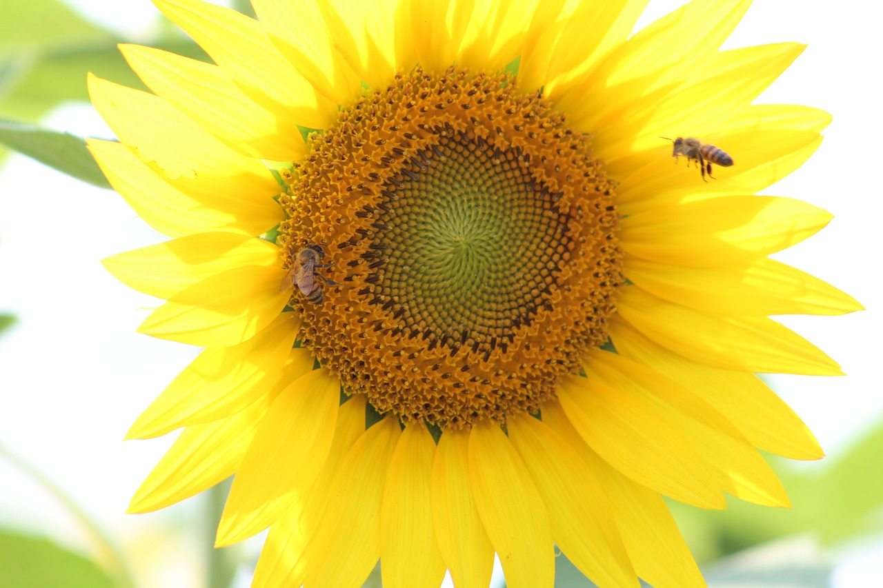 sunflowers  yellow  bees free photo