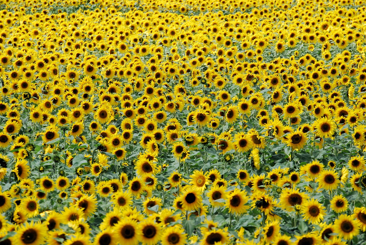 sunflowers flowers field free photo