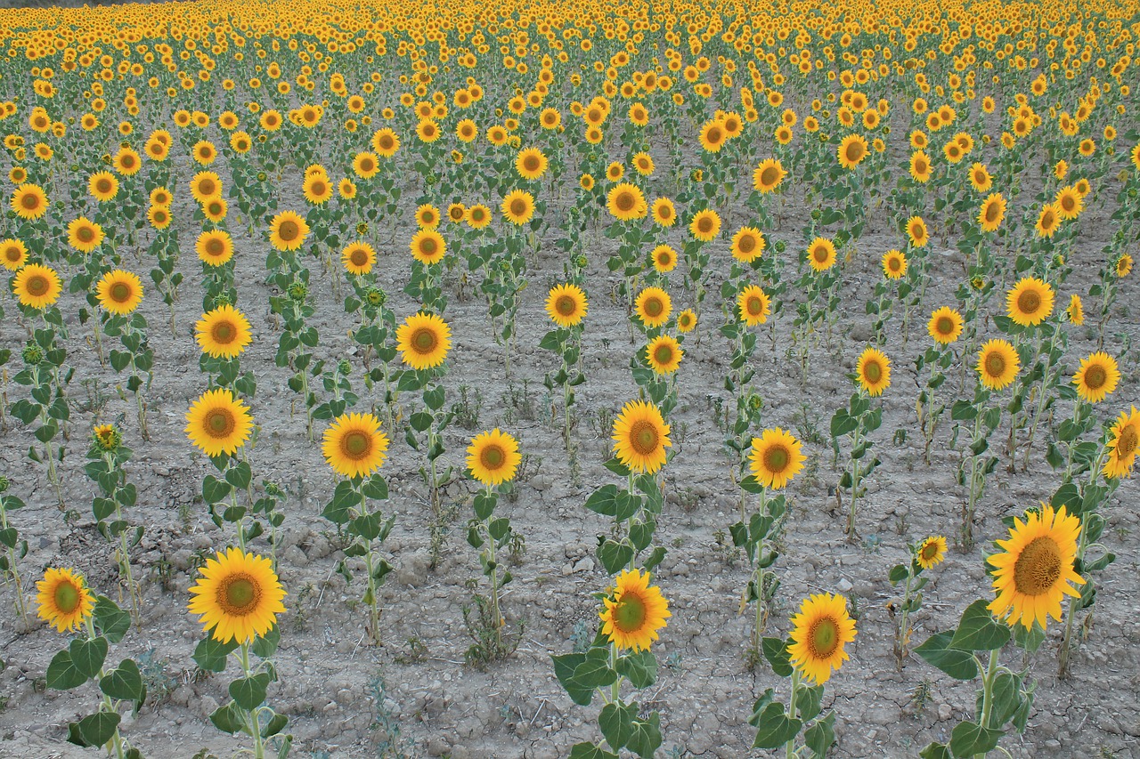 sunflowers  field  cultivation free photo