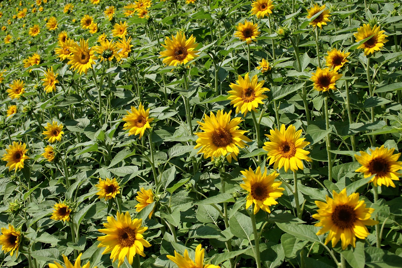 sunflowers field summer free photo