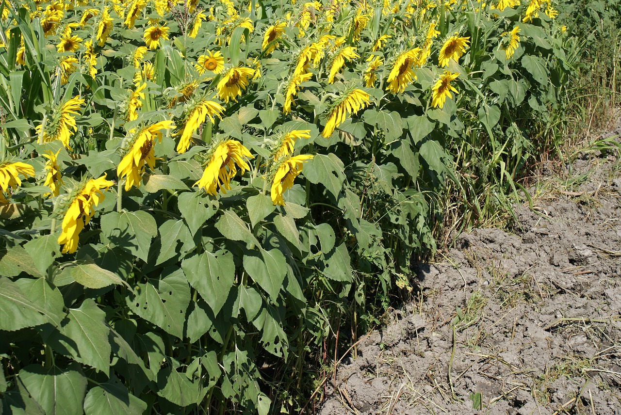 sunflowers field landscape free photo