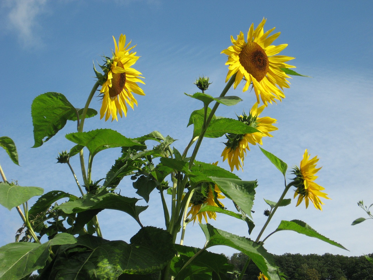 sunflowers flowers giverny free photo