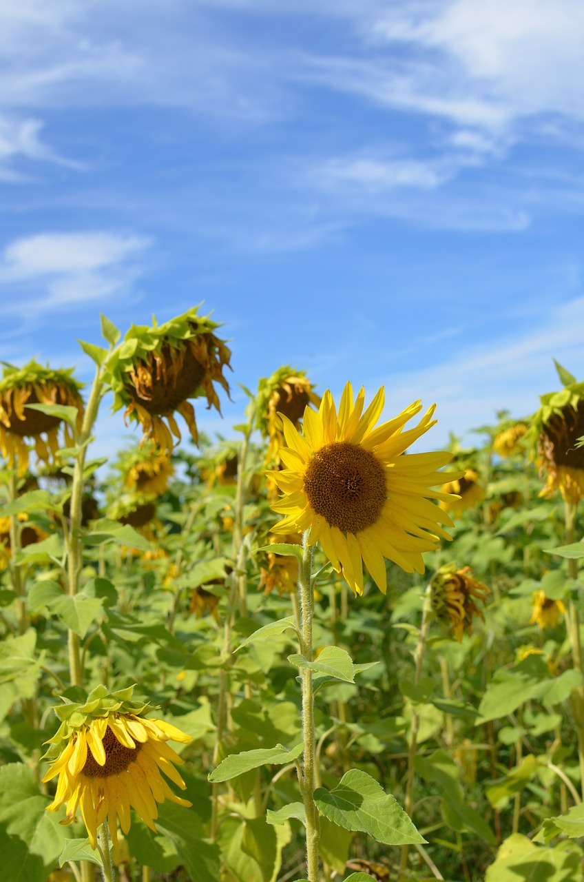 sunflowers field sky free photo