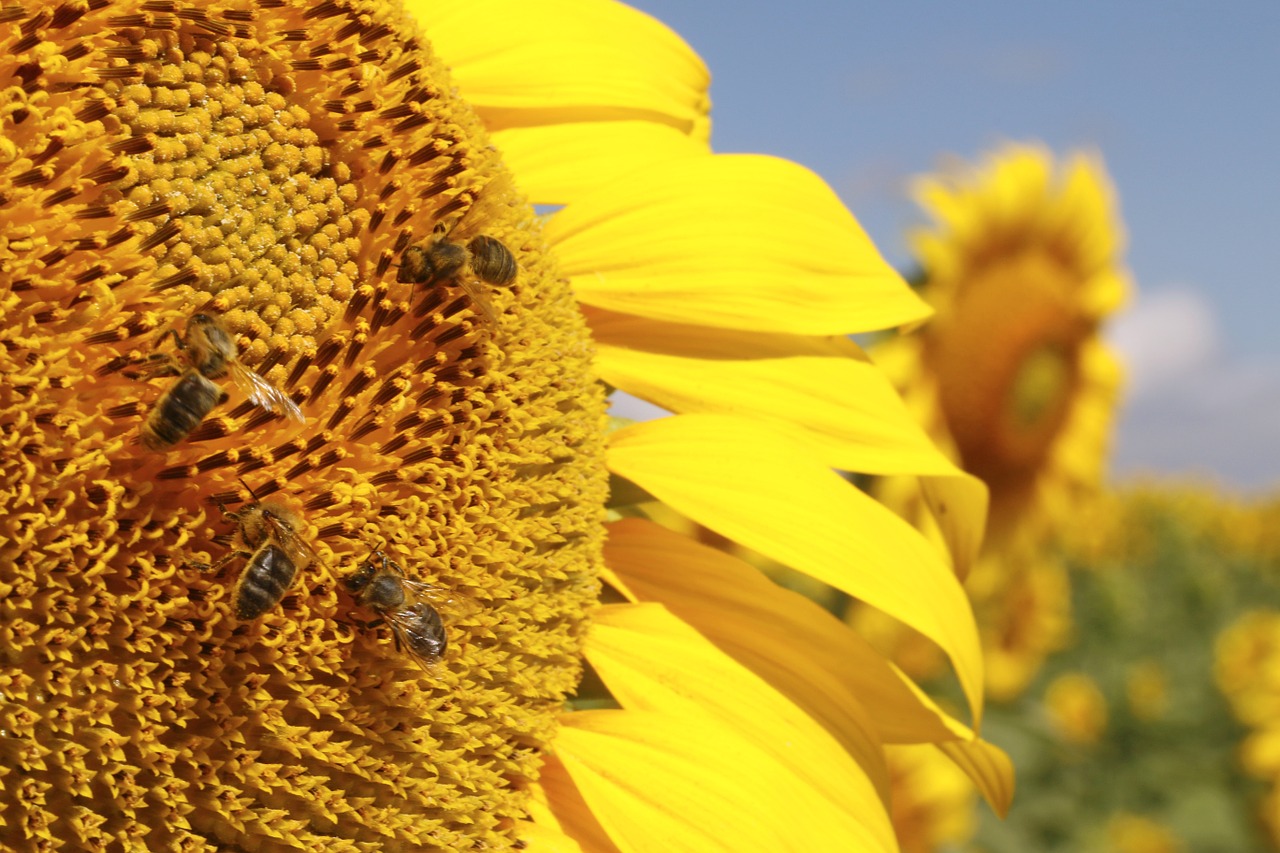 sunflowers flowers nature free photo