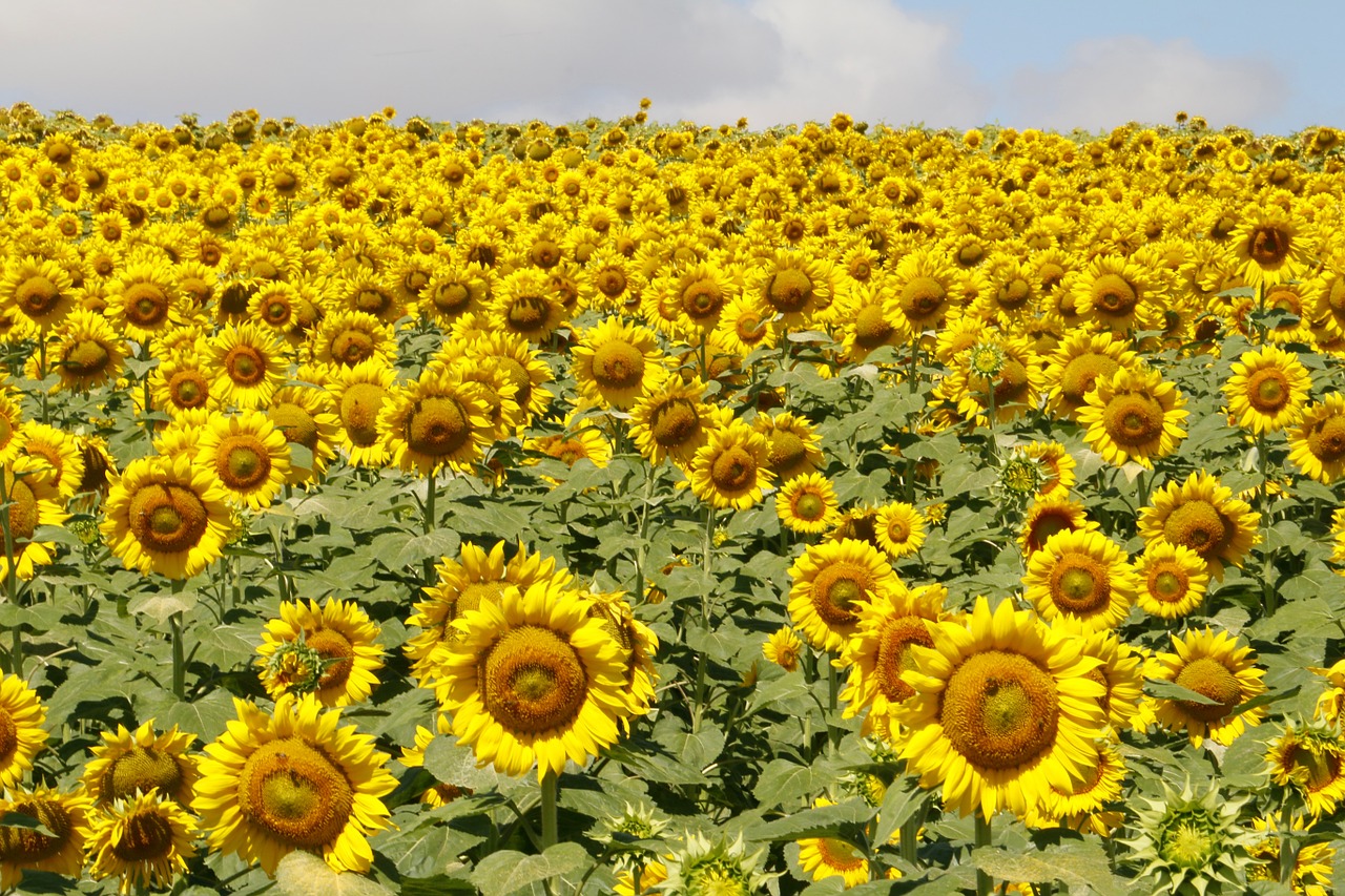 sunflowers flowers field free photo