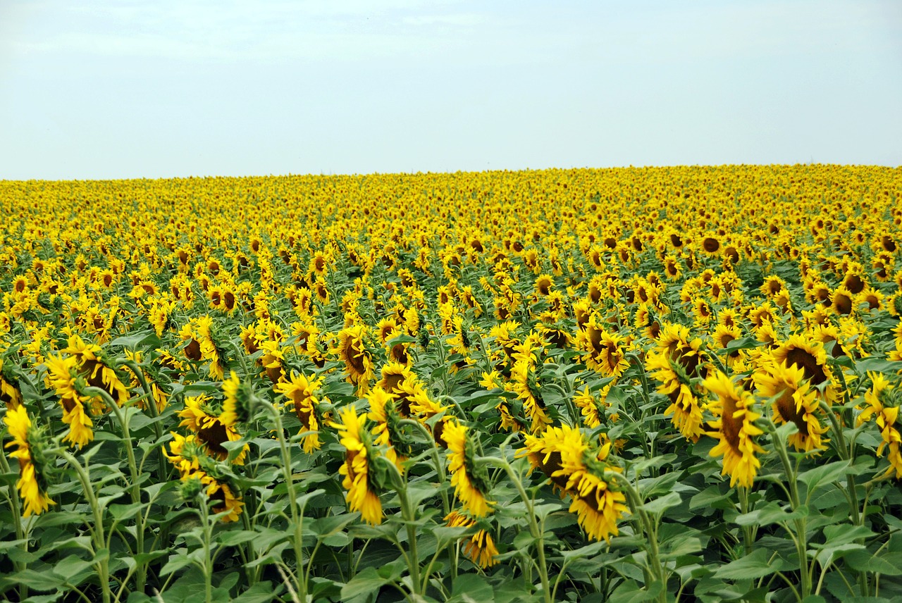 sunflowers field yellow free photo