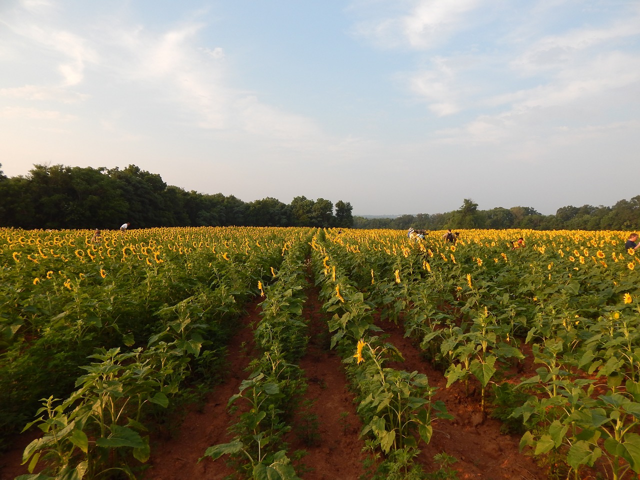 sunflowers sunshine summer free photo