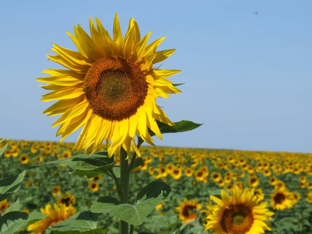 sunflowers france field free photo