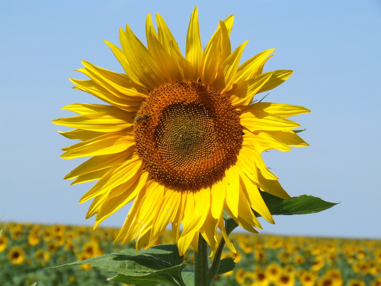 sunflowers france field free photo