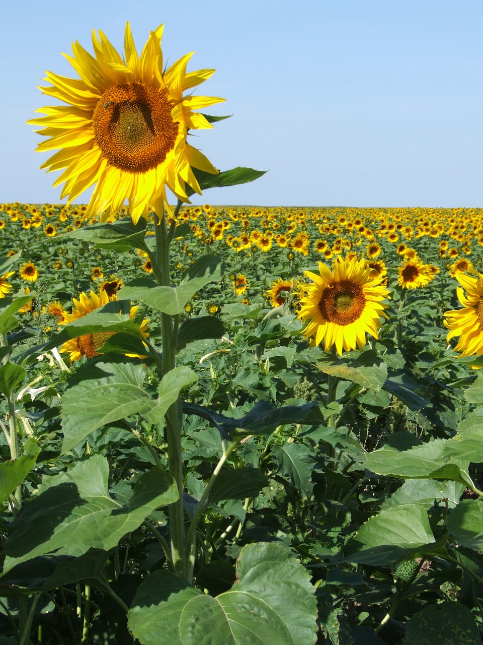 sunflowers france field free photo