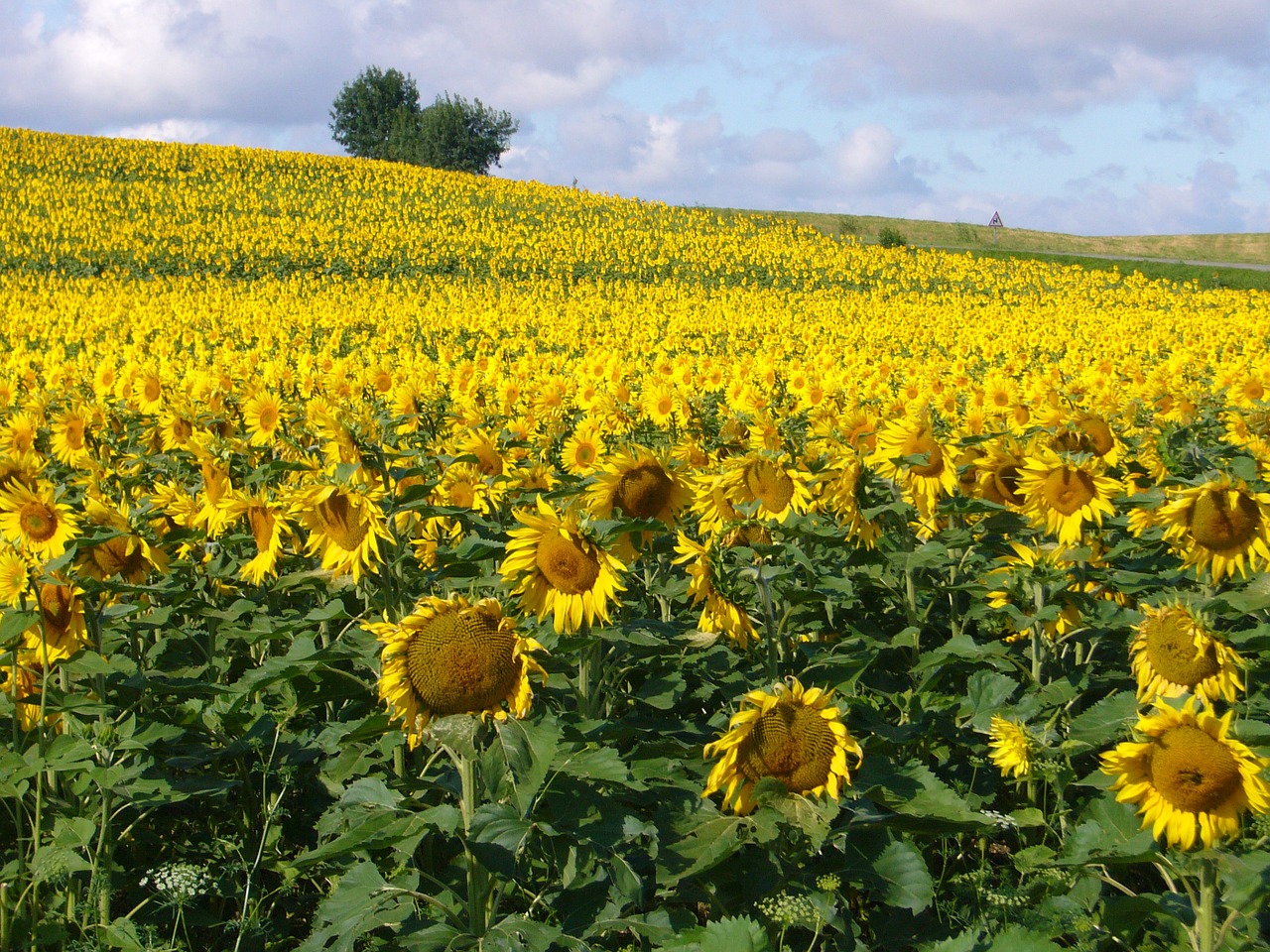sunflowers france provence free photo