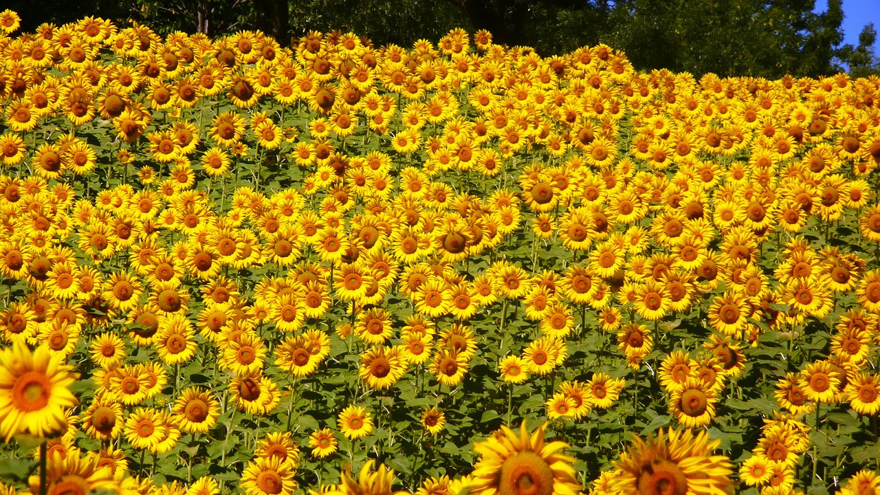 sunflowers abruzzo flowers free photo