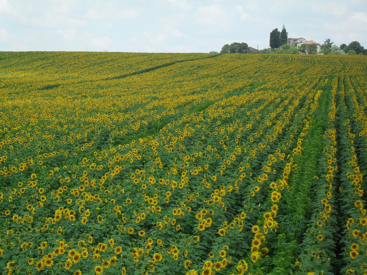 sunflowers france sunflower free photo