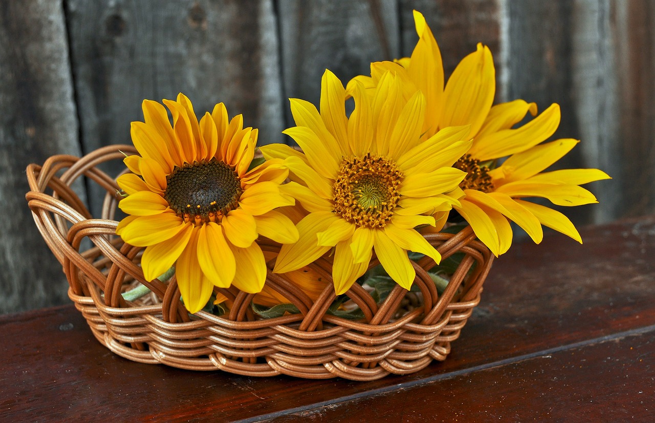 sunflowers flowers basket free photo