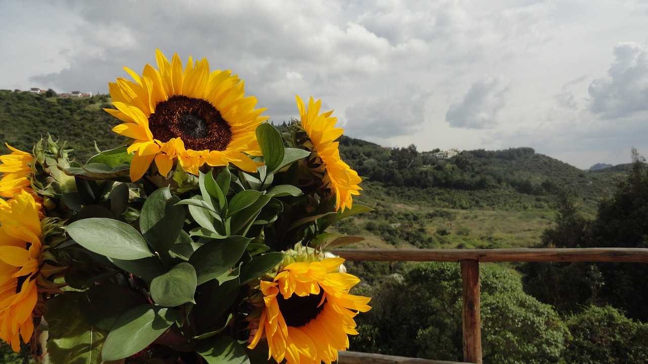 sunflowers yellow green free photo