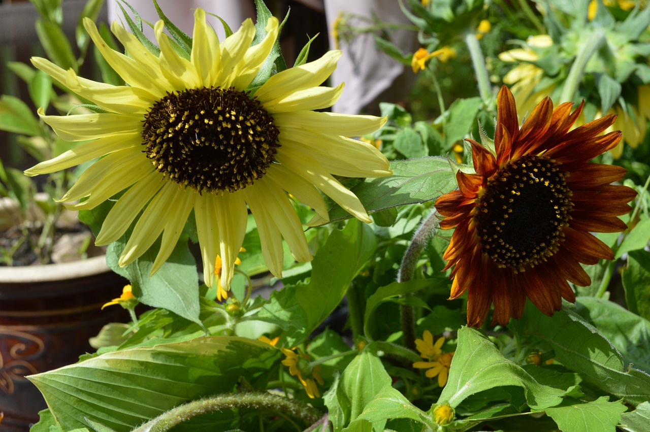 sunflowers garden sun flowers free photo