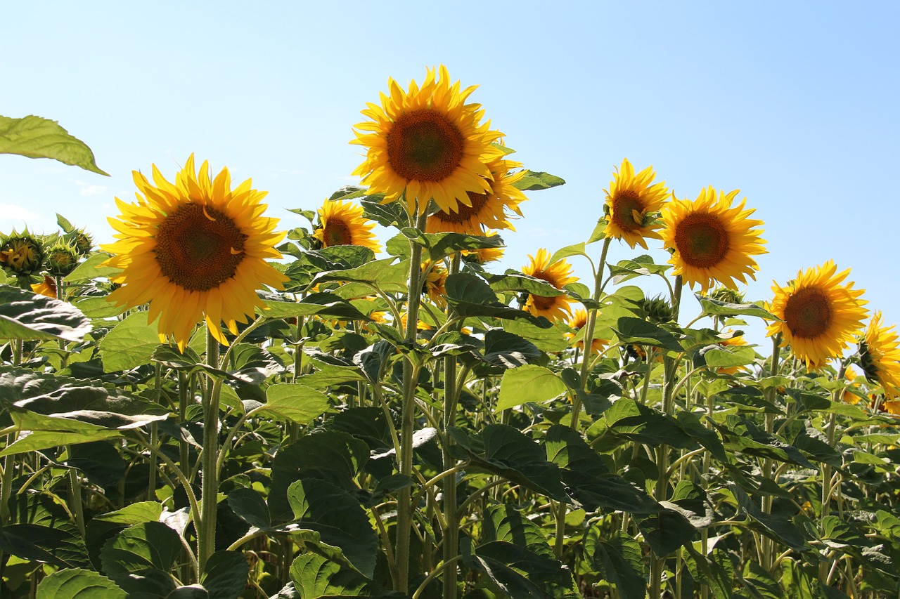 sunflowers agriculture france free photo