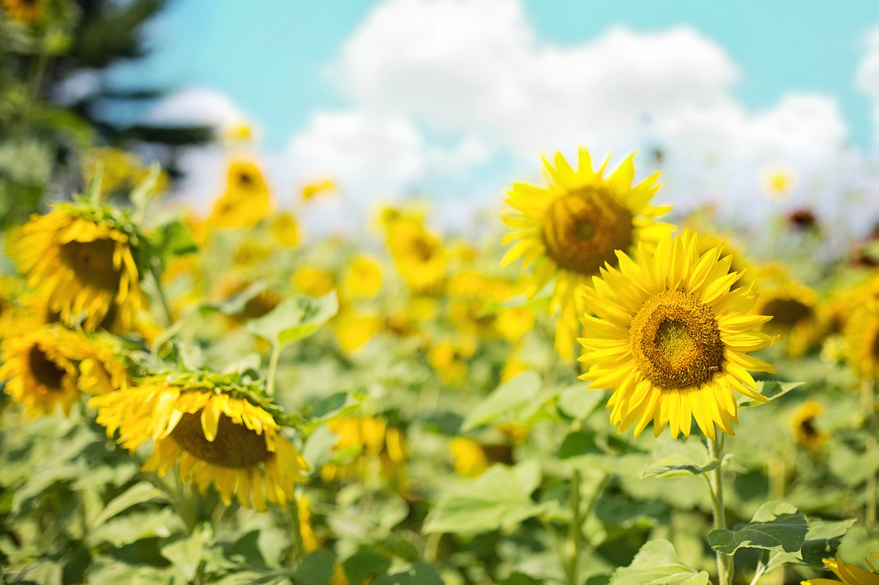 sunflowers field yellow free photo