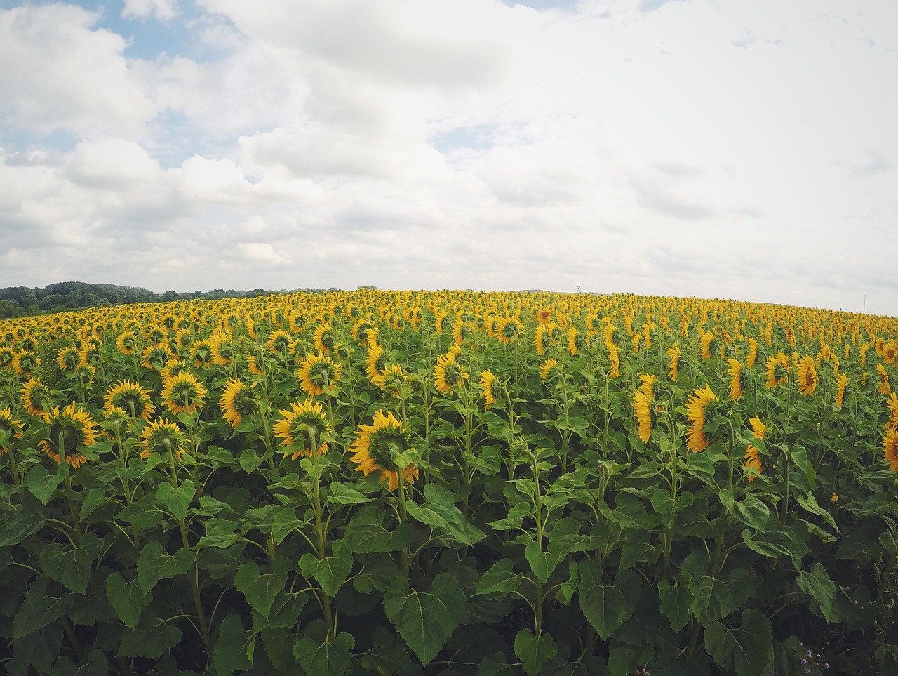 sunflowers field green free photo