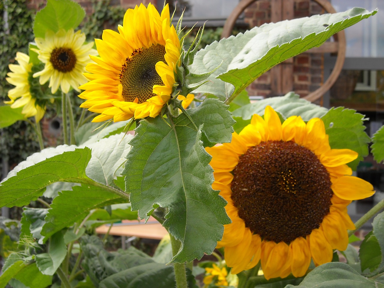 sunflowers yellow flowers nature free photo