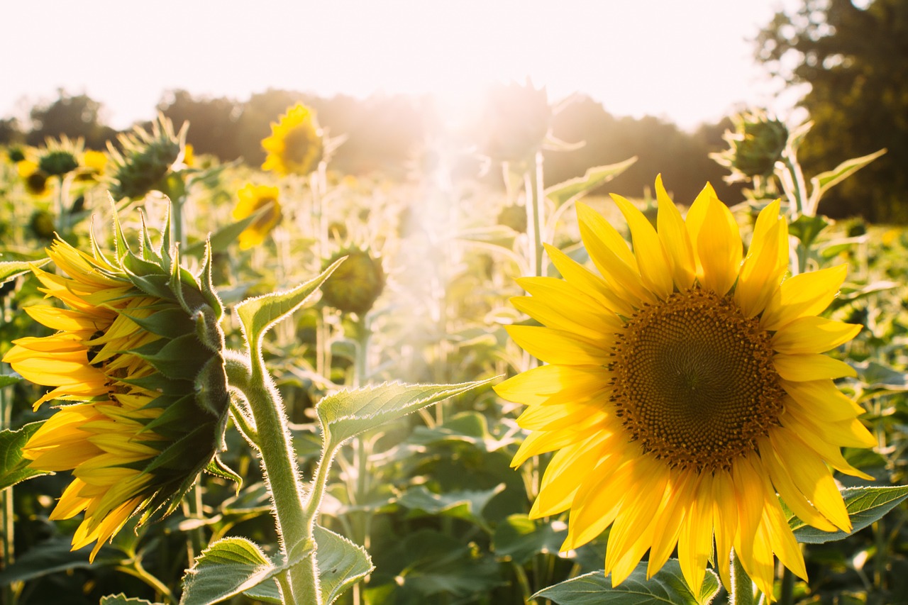 sunflowers yellow sunlight free photo