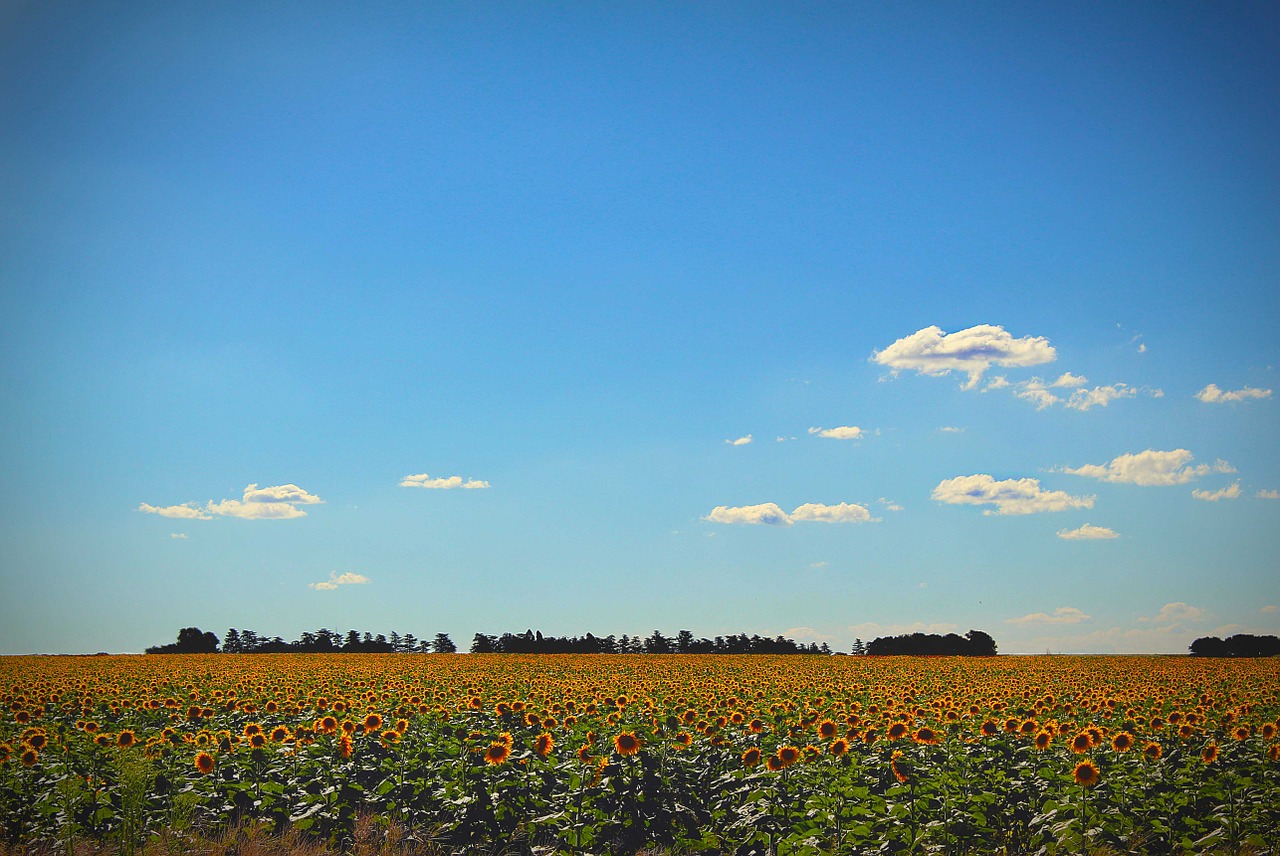 sunflowers sky yellow free photo