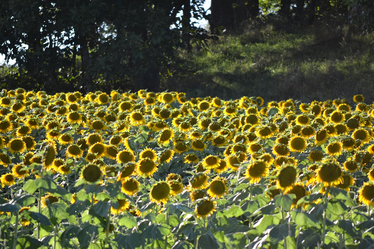 sunflowers evening sunflower field free photo