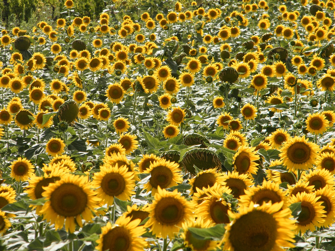 sunflowers tuscany summer free photo