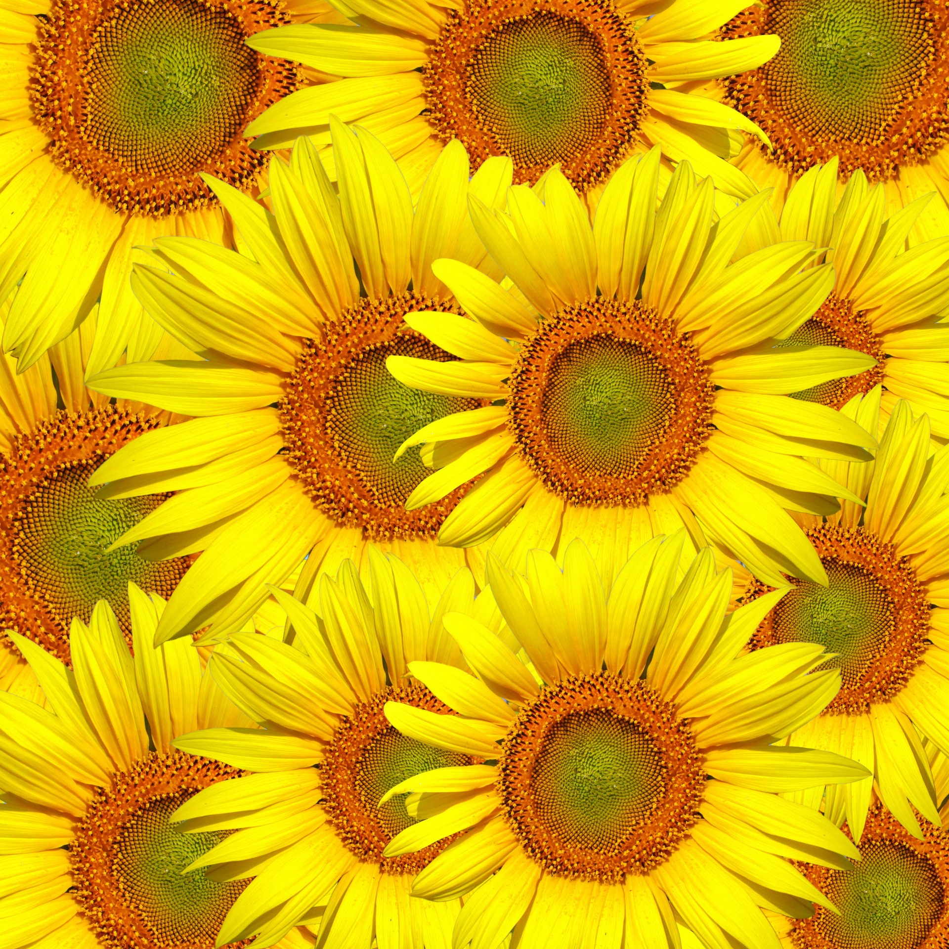 Sunflowers,sunflower,flower,floral