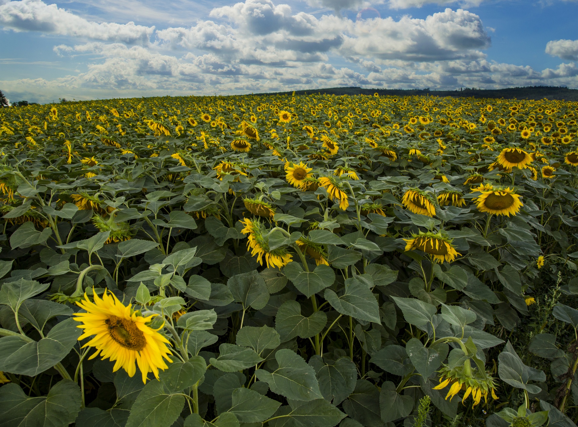 field sunflowers flower free photo