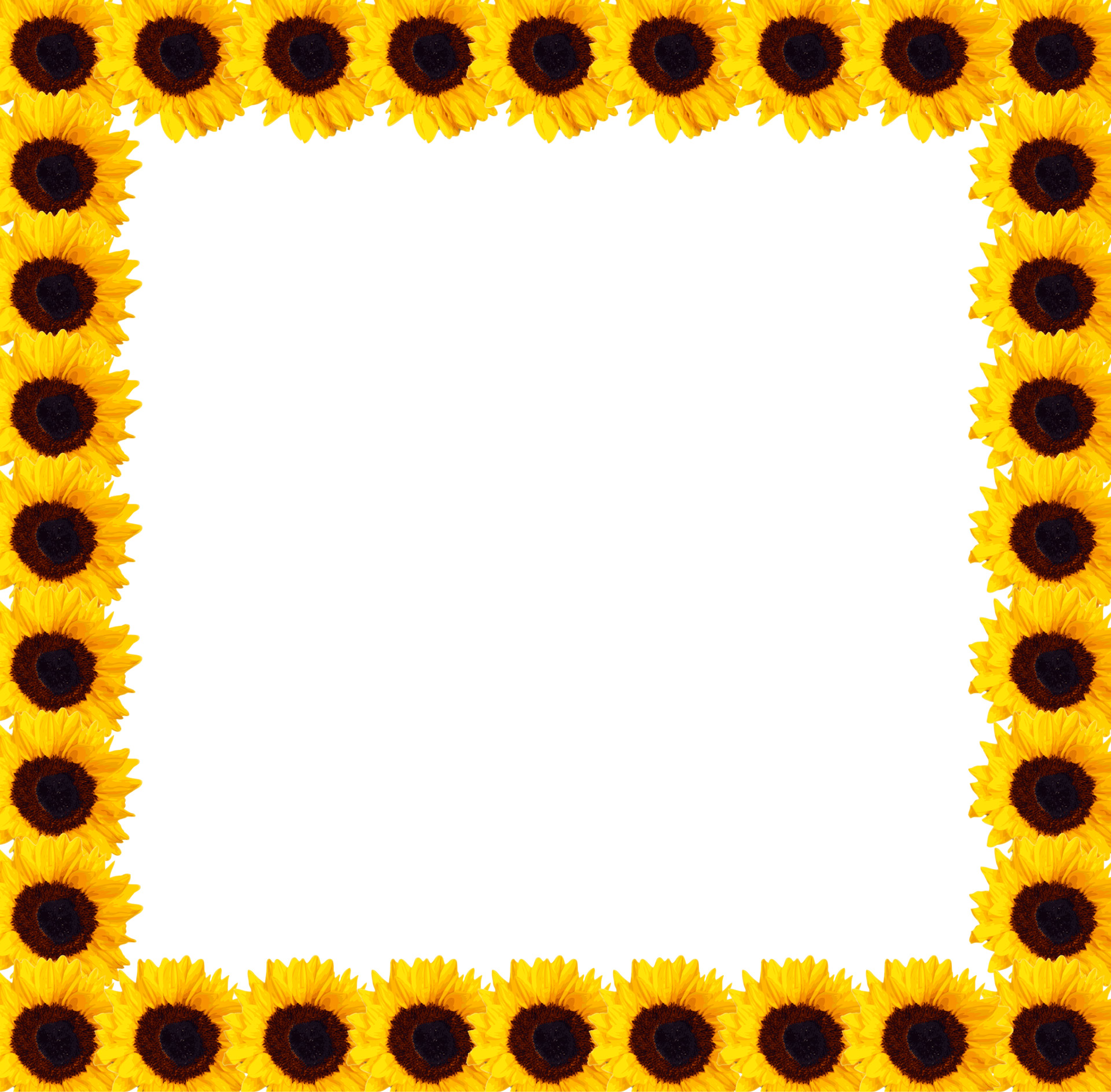 sunflower sunflowers frame free photo