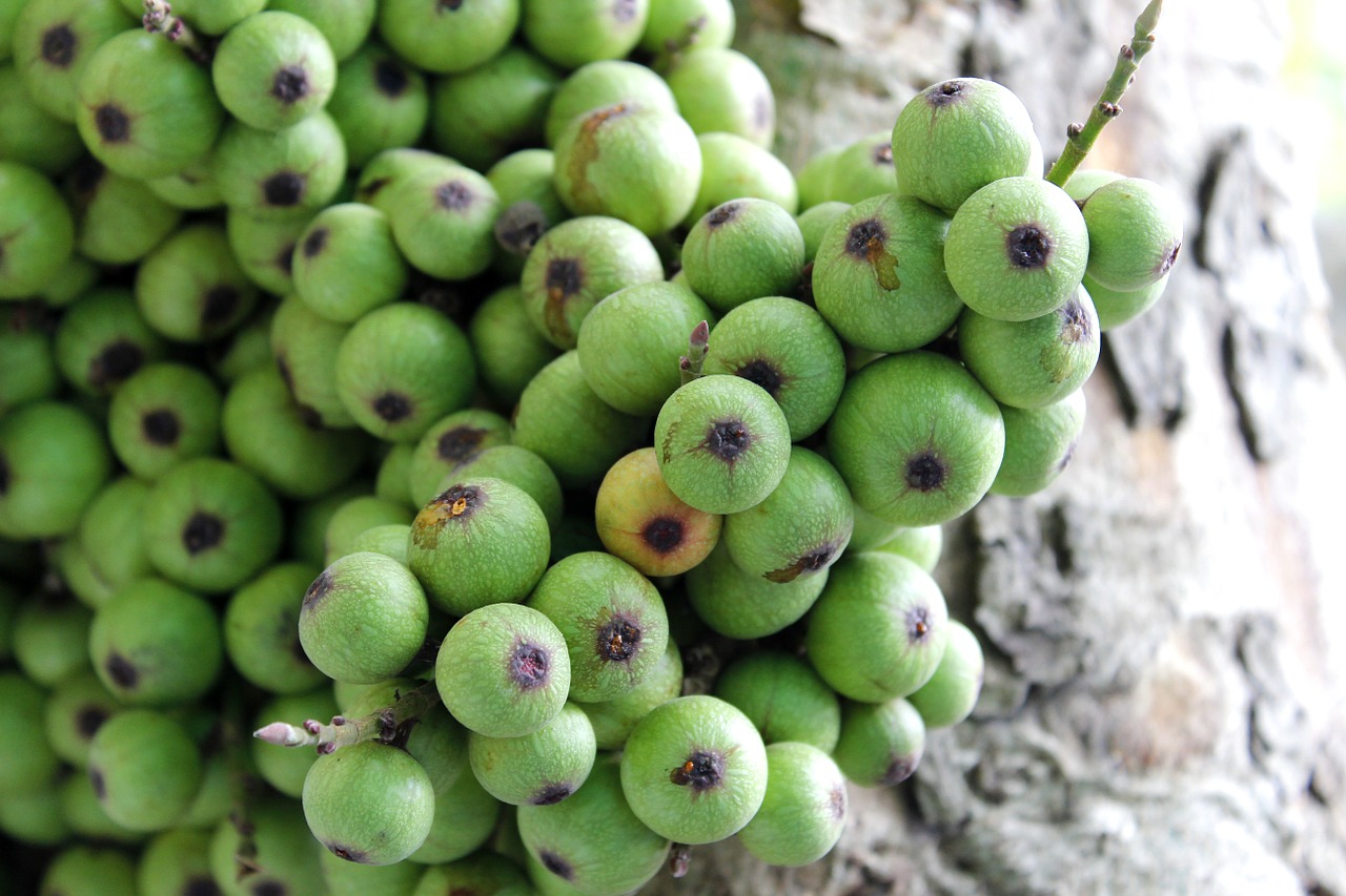 sung green vietnam free photo