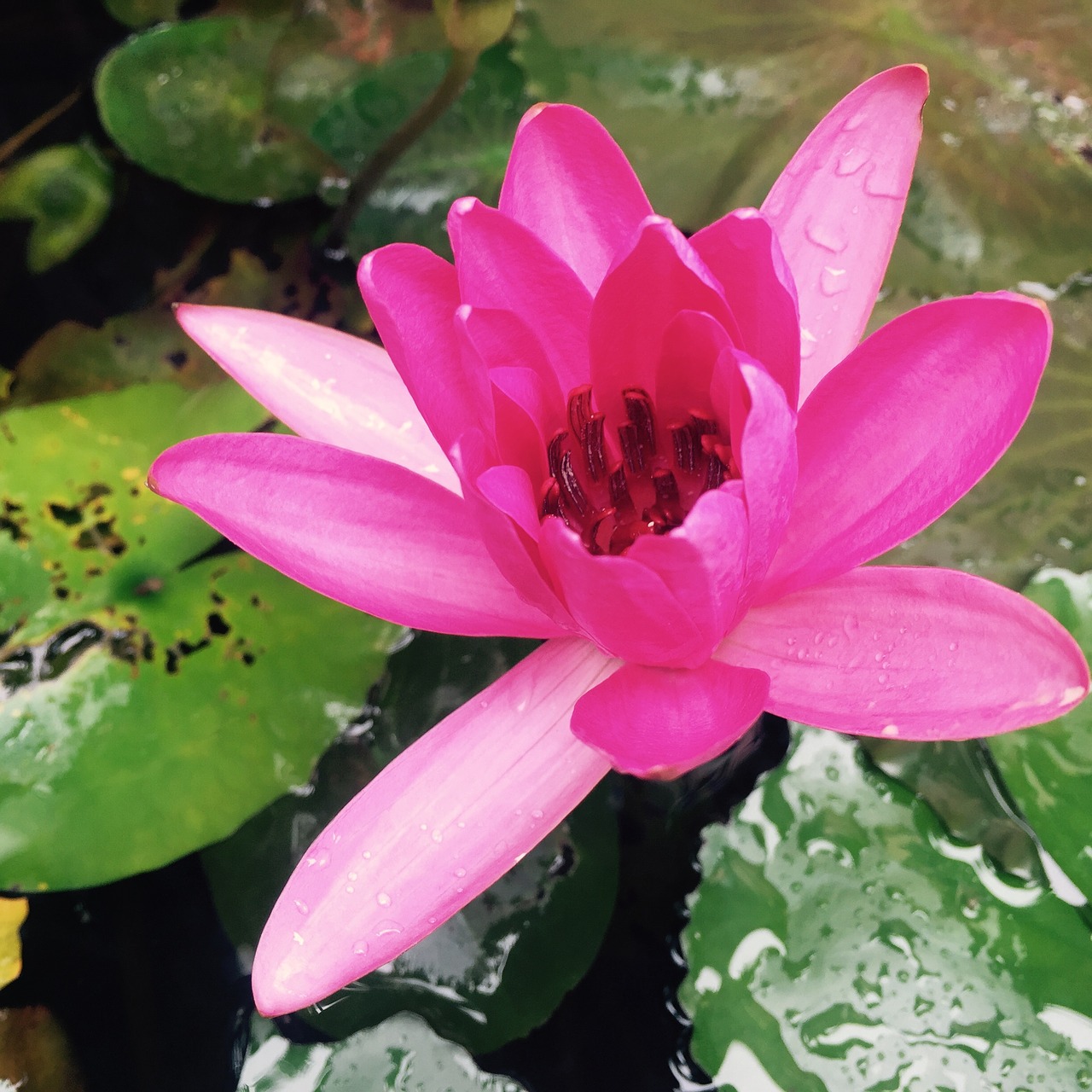water lily sung flower water plant free photo