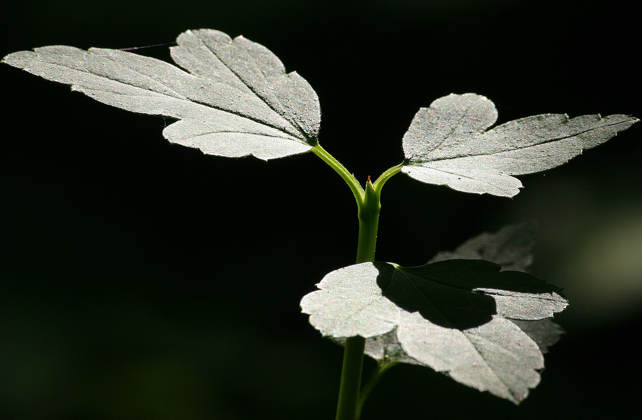 nature sunlight leaves free photo