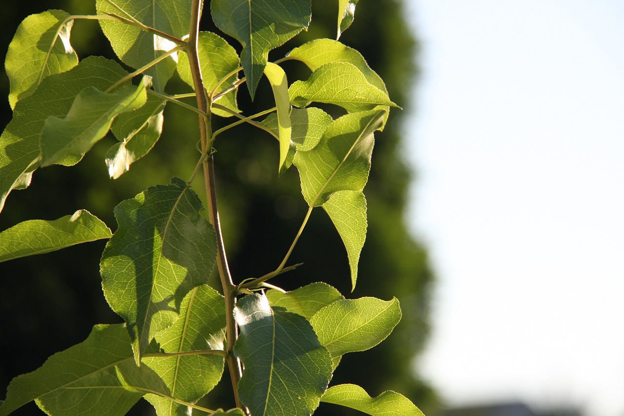 sunlight leaves blurry tree in the back free photo