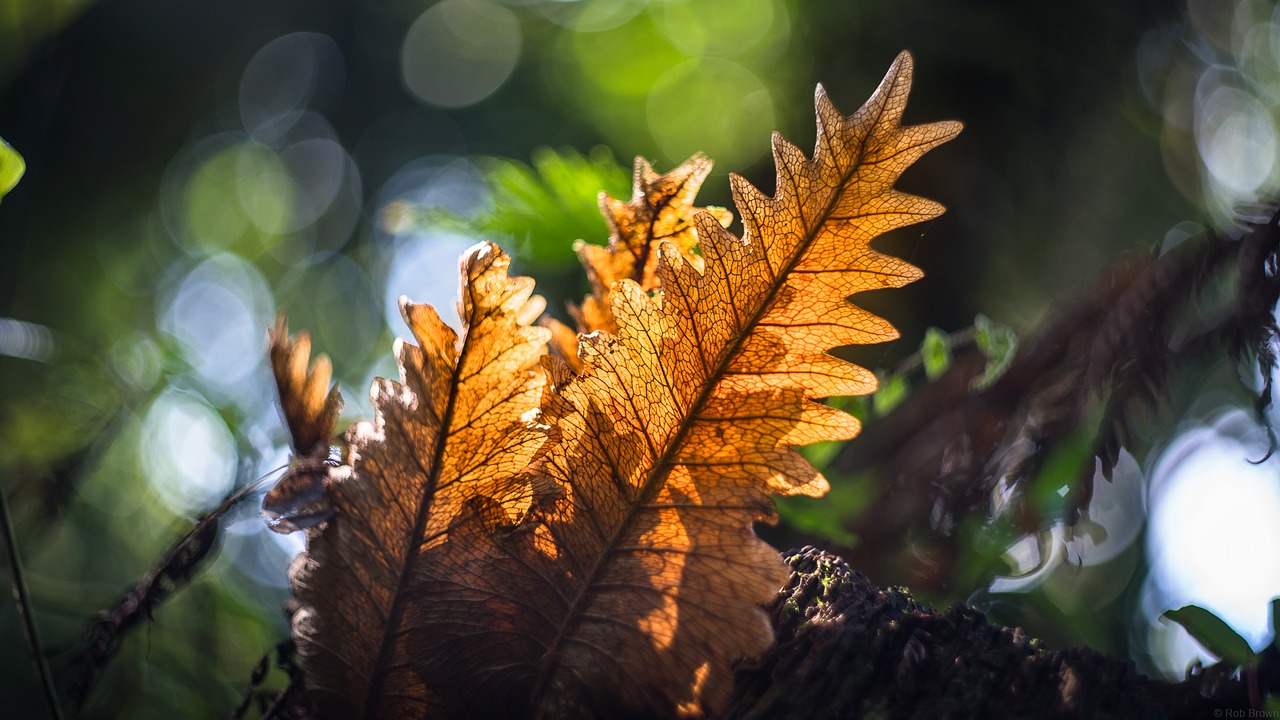 sunlight leaf environment free photo