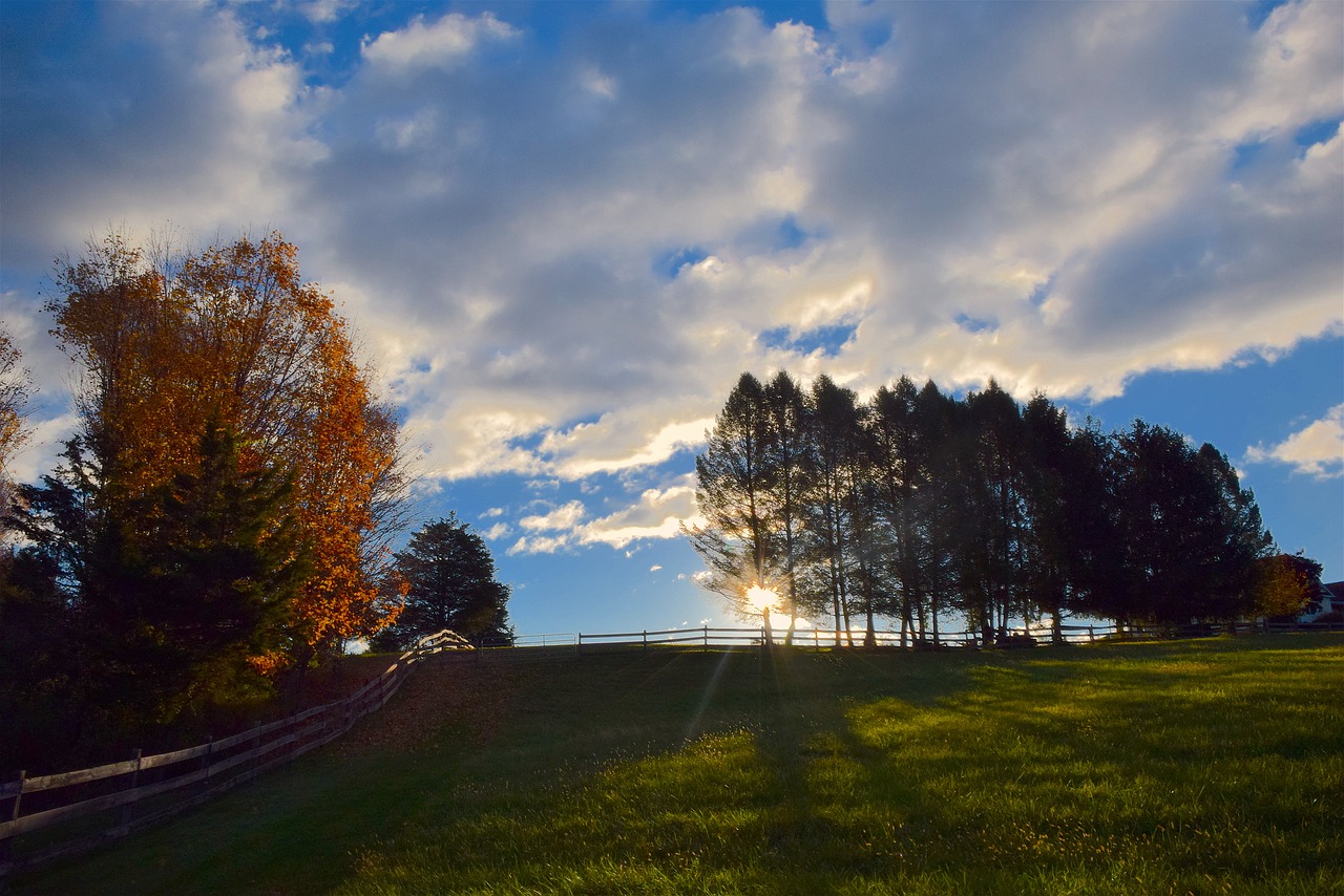 sunlight pine trees horizon free photo